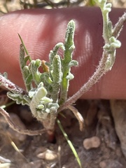 Chaenactis macrantha