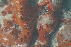 Tedania ignis