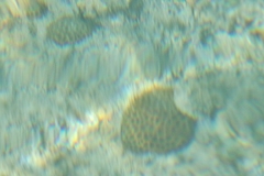 Palythoa grandiflora