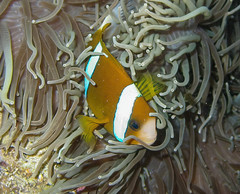 Amphiprion