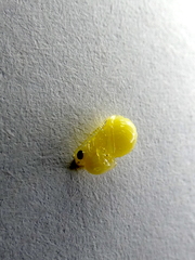 Amphibolips quercuscinerea