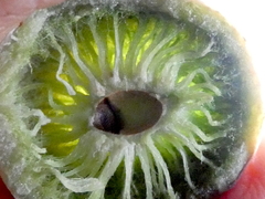 Amphibolips quercuscinerea