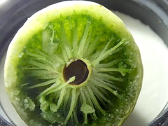 Amphibolips quercuscinerea