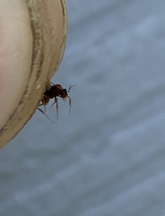 Cyphomyrmex wheeleri