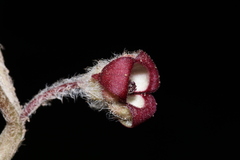 Asarum canadense reflexum