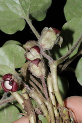 Asarum canadense reflexum