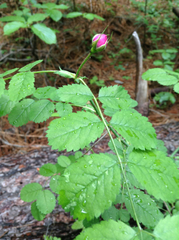 Rosa bridgesii