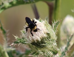 Bombus pensylvanicus image