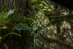 Begonia convolvulacea