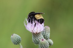 Bombus pensylvanicus image