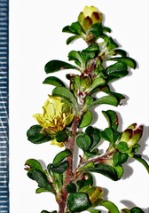Hibbertia diffusa