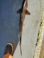 Mustelus henlei
