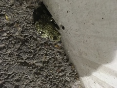 Bufotes viridis viridis