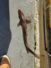 Mustelus henlei