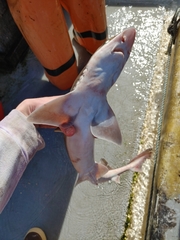 Mustelus henlei