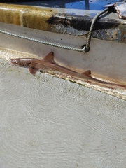 Mustelus henlei