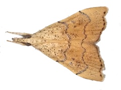 Ptychopseustis plumbeolinealis