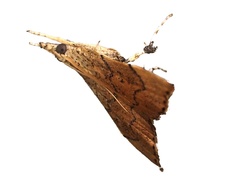 Ptychopseustis plumbeolinealis