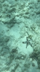 Oreaster reticulatus