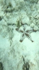 Oreaster reticulatus