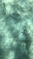 Oreaster reticulatus