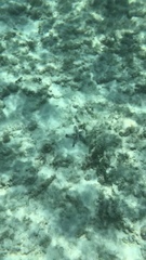 Oreaster reticulatus