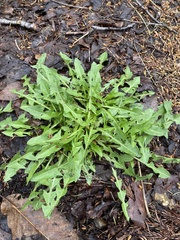 Taraxacum officinale