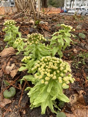 Petasites japonicus