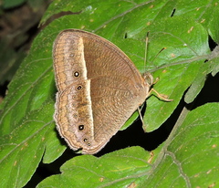 Mycalesis nicotia