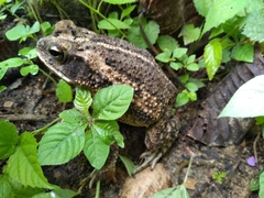 Incilius mazatlanensis