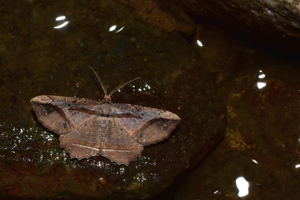 Menophra taiwana