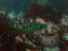 Sebastes serranoides