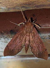 Anarmodia nebulosalis