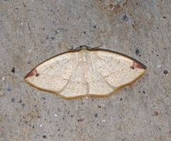 Microxydia orsitaria