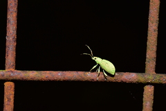 Phyllobius brevitarsis