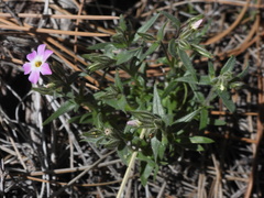 Phlox stansburyi
