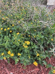 Sclerocarpus uniserialis