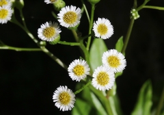 Erigeron darrellianus