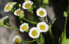 Erigeron darrellianus