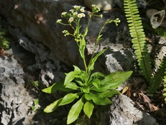 Erigeron darrellianus