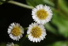 Erigeron darrellianus
