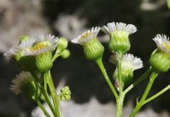 Erigeron darrellianus