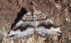 Scotopteryx coelinaria