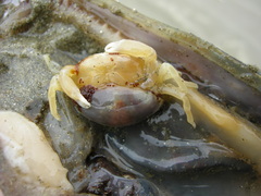 Nepinnotheres novaezelandiae
