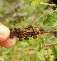 Disholcaspis prehensa