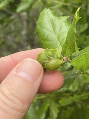 Callirhytis perfoveata