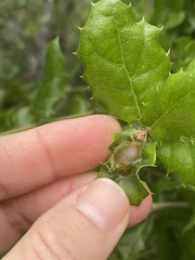 Callirhytis perfoveata