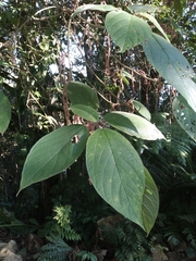 Myriocarpa