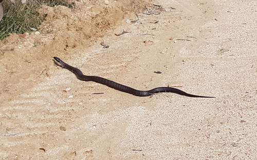 Tiger Snake sighting