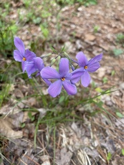 Phlox stolonifera
